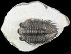 Bargain, Coltraneia - Bug Eyed Trilobite #53553-2